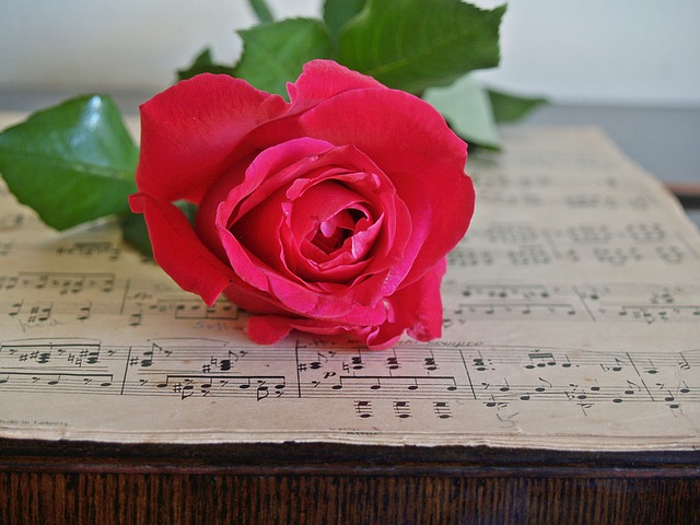 skladba a růže
